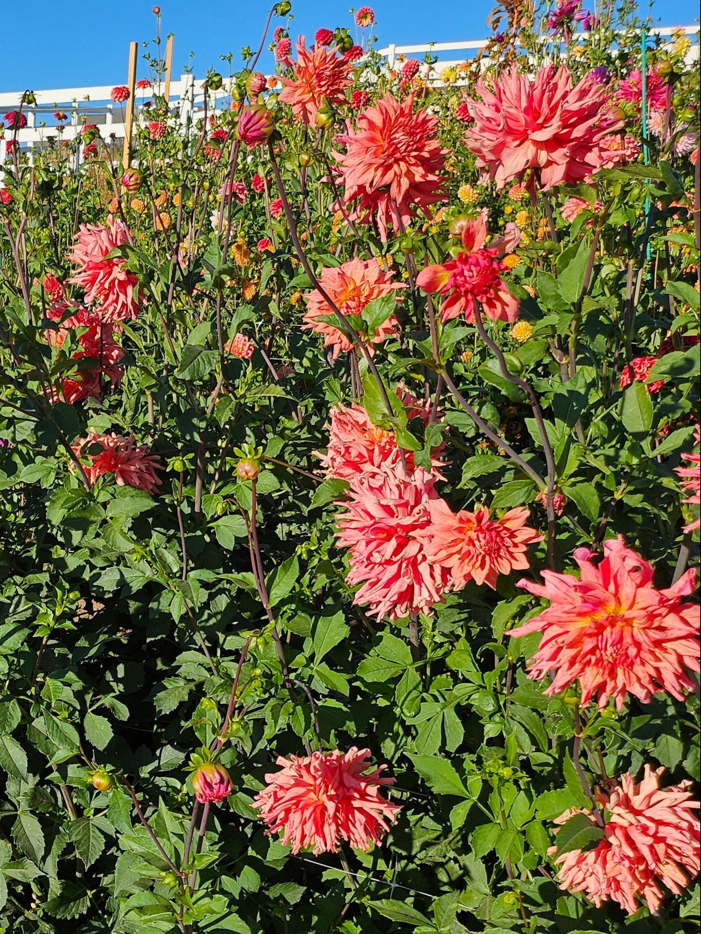Cebu Dahlia Tuber