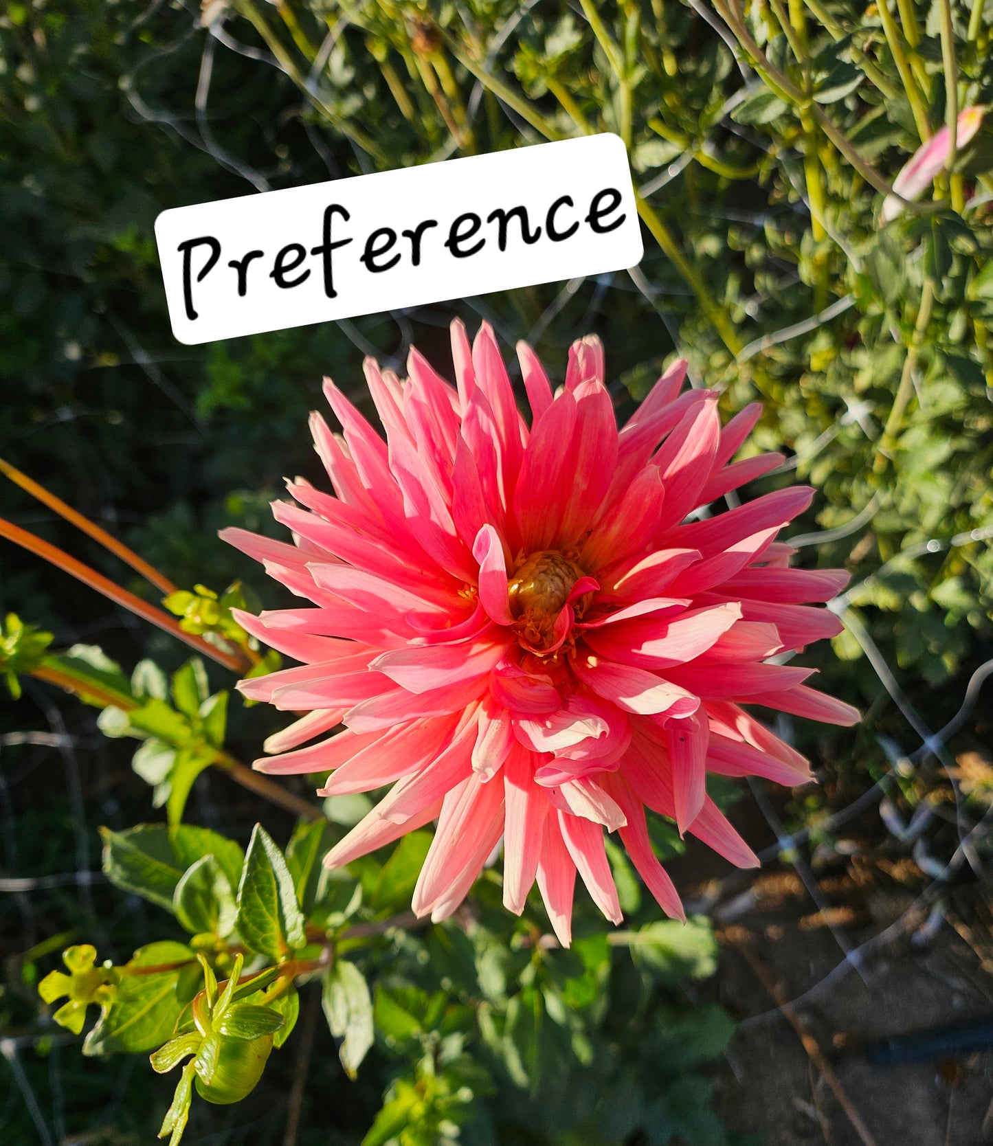 Preference