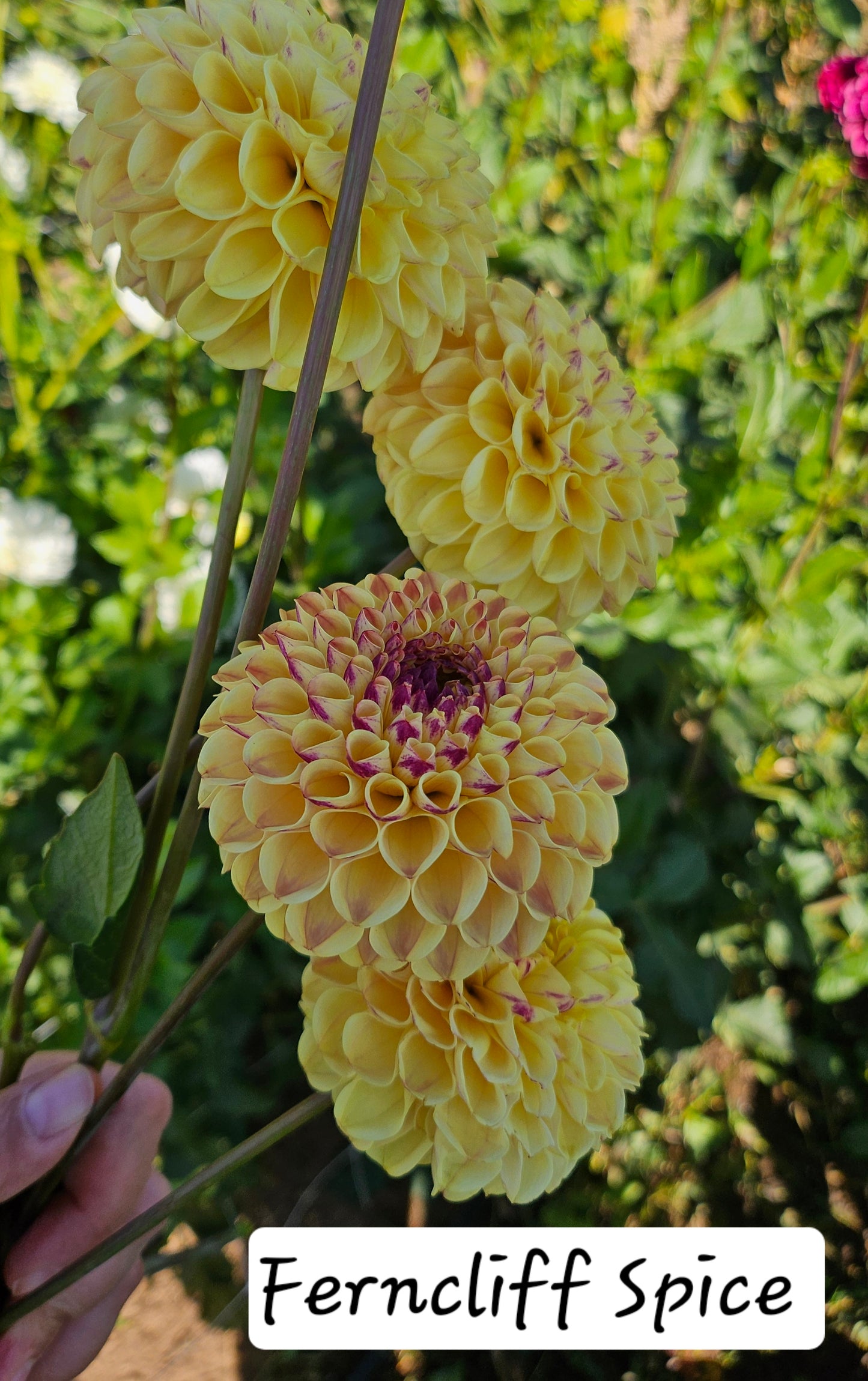Ferncliff Spice Dahlia Tuber