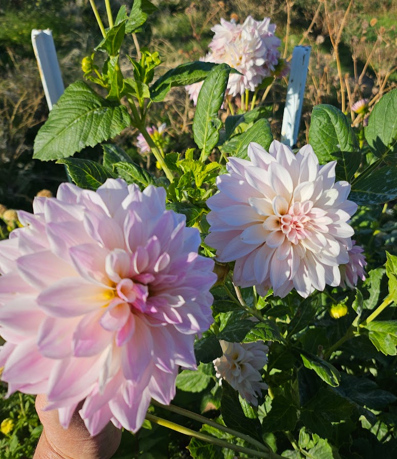 Bloomquist Compare Dahlia Tuber