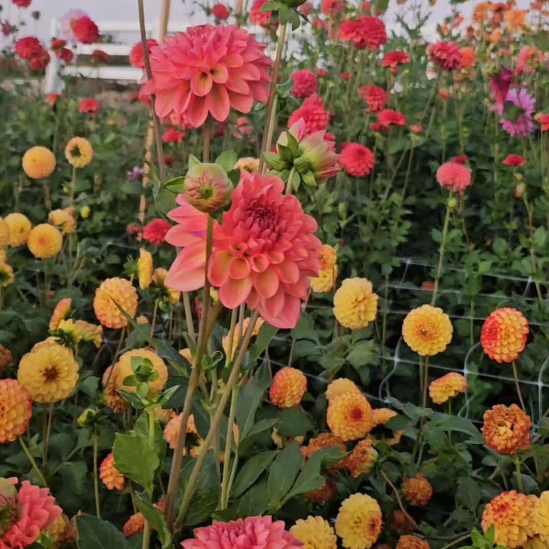 HiDahlia Blooms Gift Card