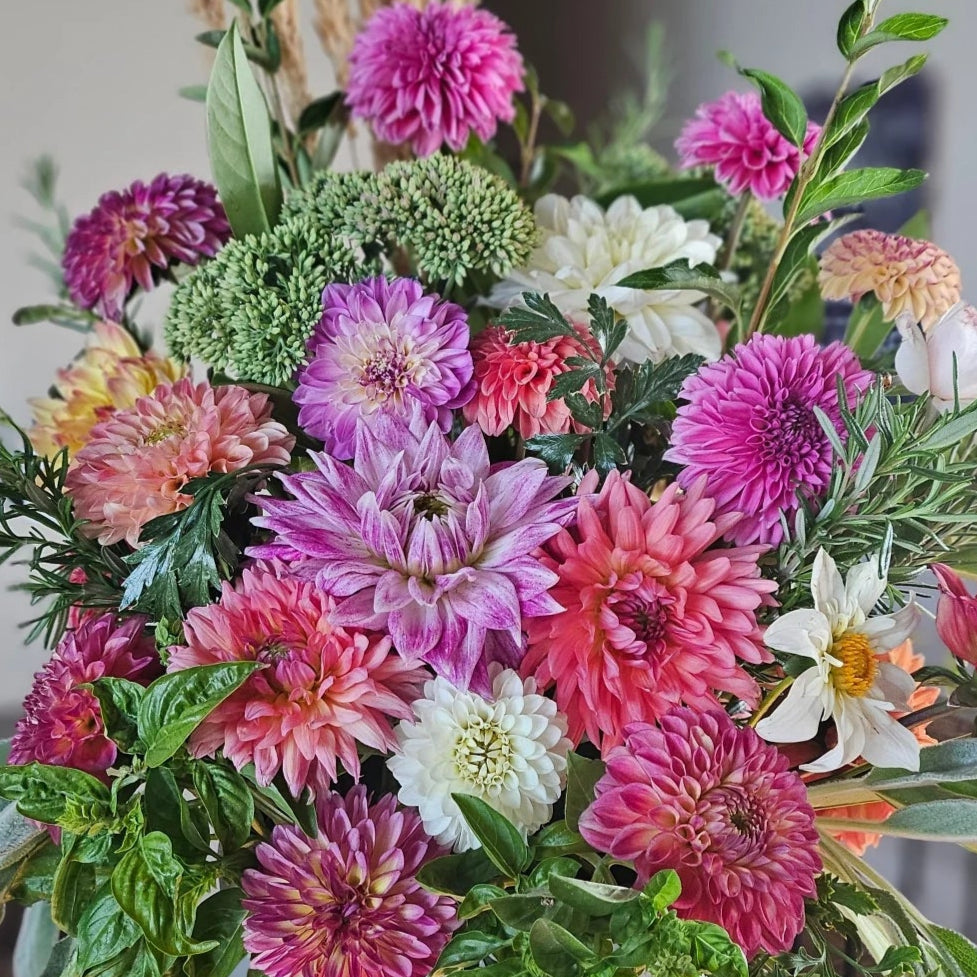 Unknown Dahlias Bulk