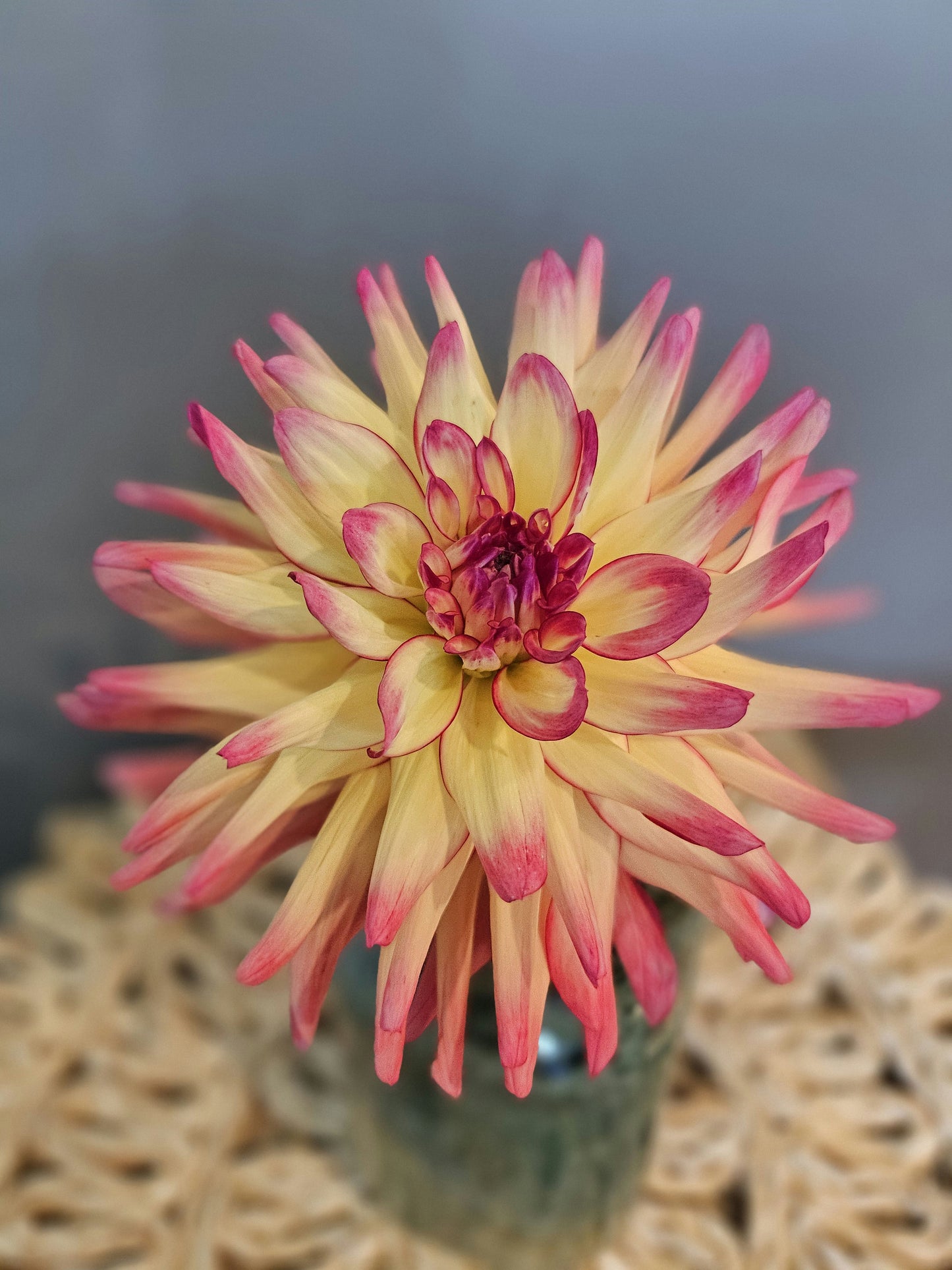 KR Edge of Red Dahlia Tuber
