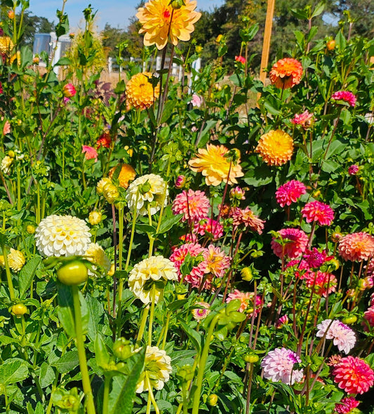 Join Us for Dahlia Flower Arranging Parties!