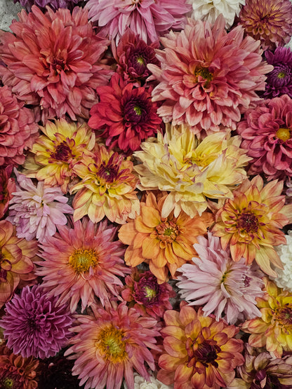 Florist's Special of Fresh Cut DAHLIA's