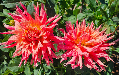 Cebu Dahlia Tuber