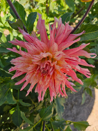 Cebu Dahlia Tuber