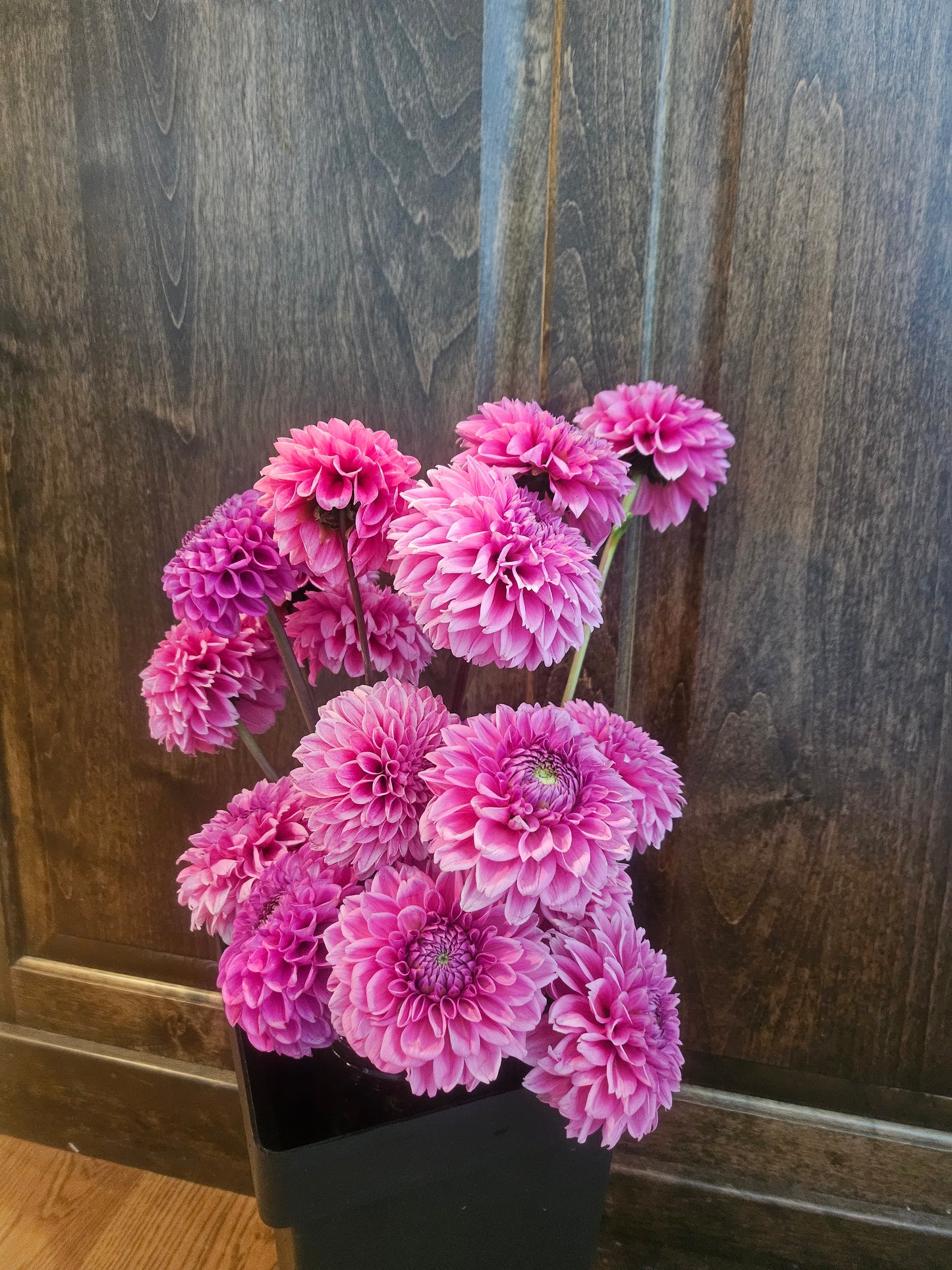 2-Fresh Cut DAHLIA's by the Stem- Bundles of 25