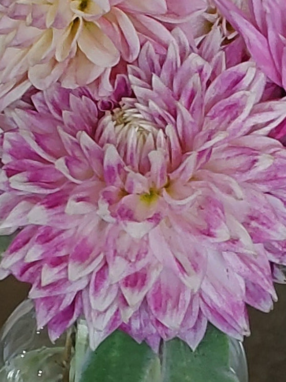 BJ's Dusty Rose