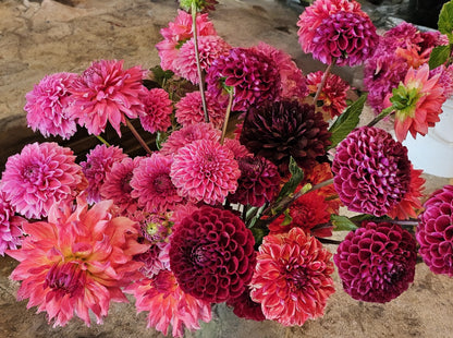 2-Fresh Cut DAHLIA's by the Stem- Bundles of 25