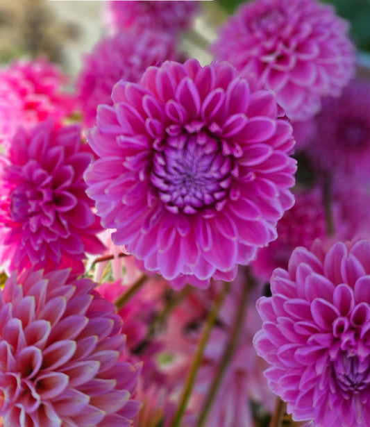 Florist's Special of Fresh Cut DAHLIA's
