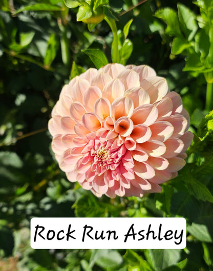 Rock Run Ashley