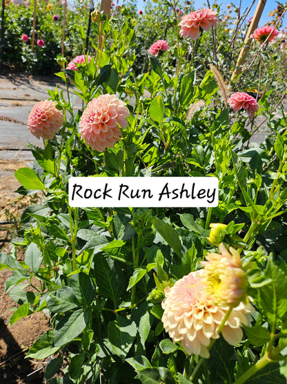 Rock Run Ashley