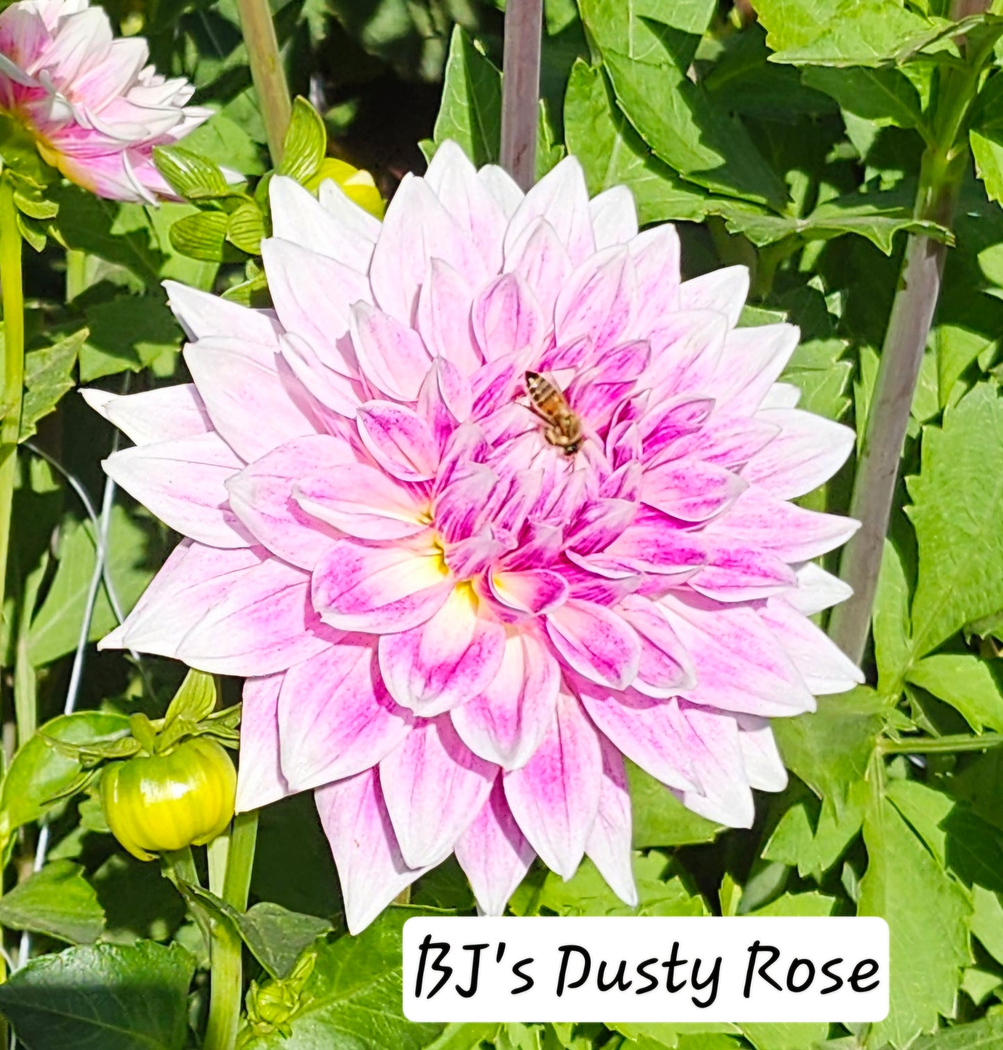 BJ's Dusty Rose