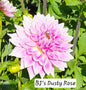 BJ's Dusty Rose