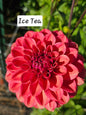Ice Tea