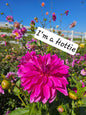 Bundle- 10 I'm A Hottie Dahlia Tubers