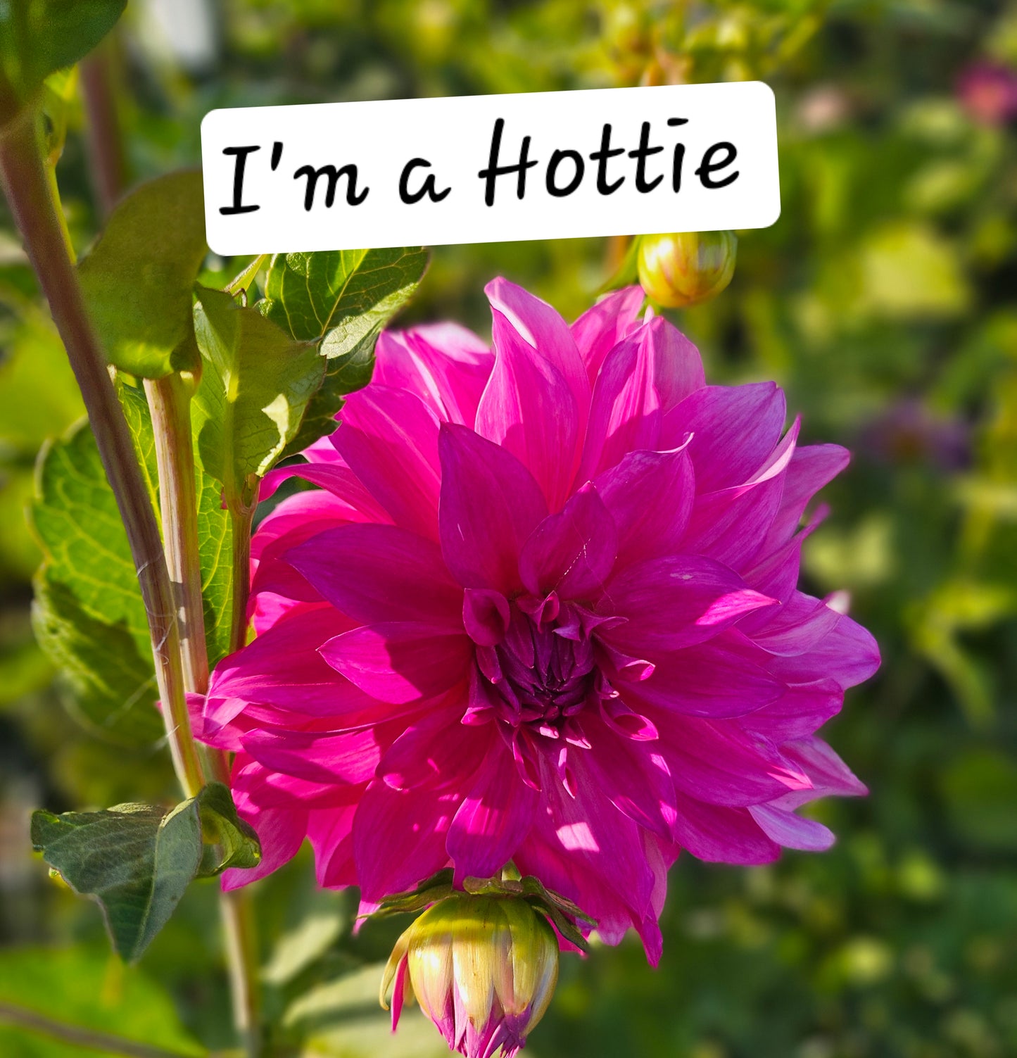 Bundle- 10 I'm A Hottie Dahlia Tubers
