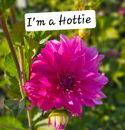 Bundle- 10 I'm A Hottie Dahlia Tubers