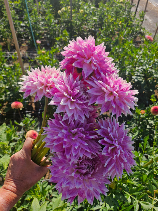 Fresh Cut DAHLIA's by the Stem- Bundles of 25
