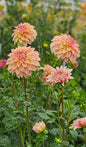 Miss Amara Dahlia Tuber