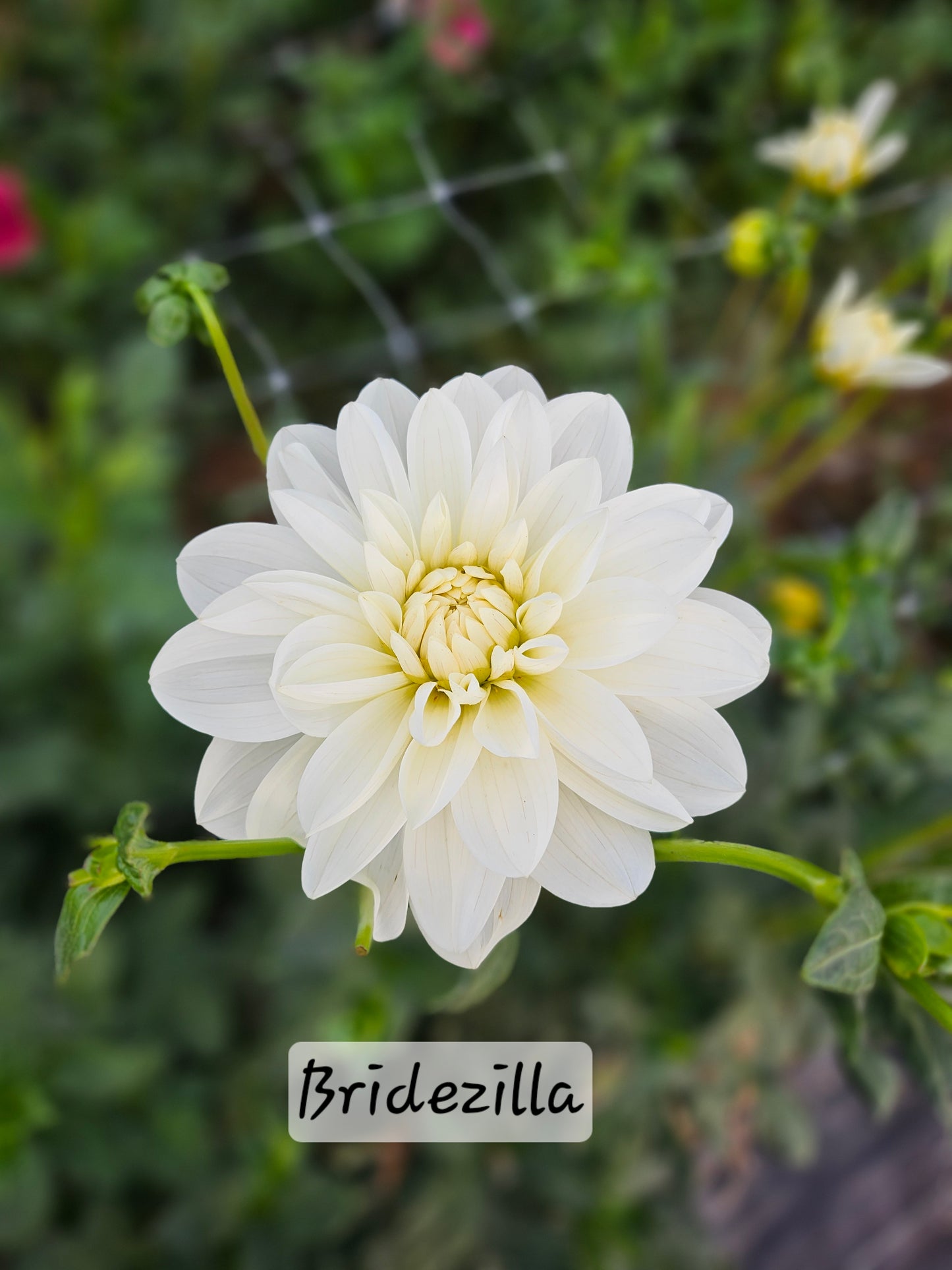 Bundles- 10 Bridezilla Dahlia Tubers