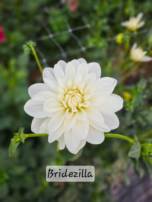 Bundles- 10 Bridezilla Dahlia Tubers