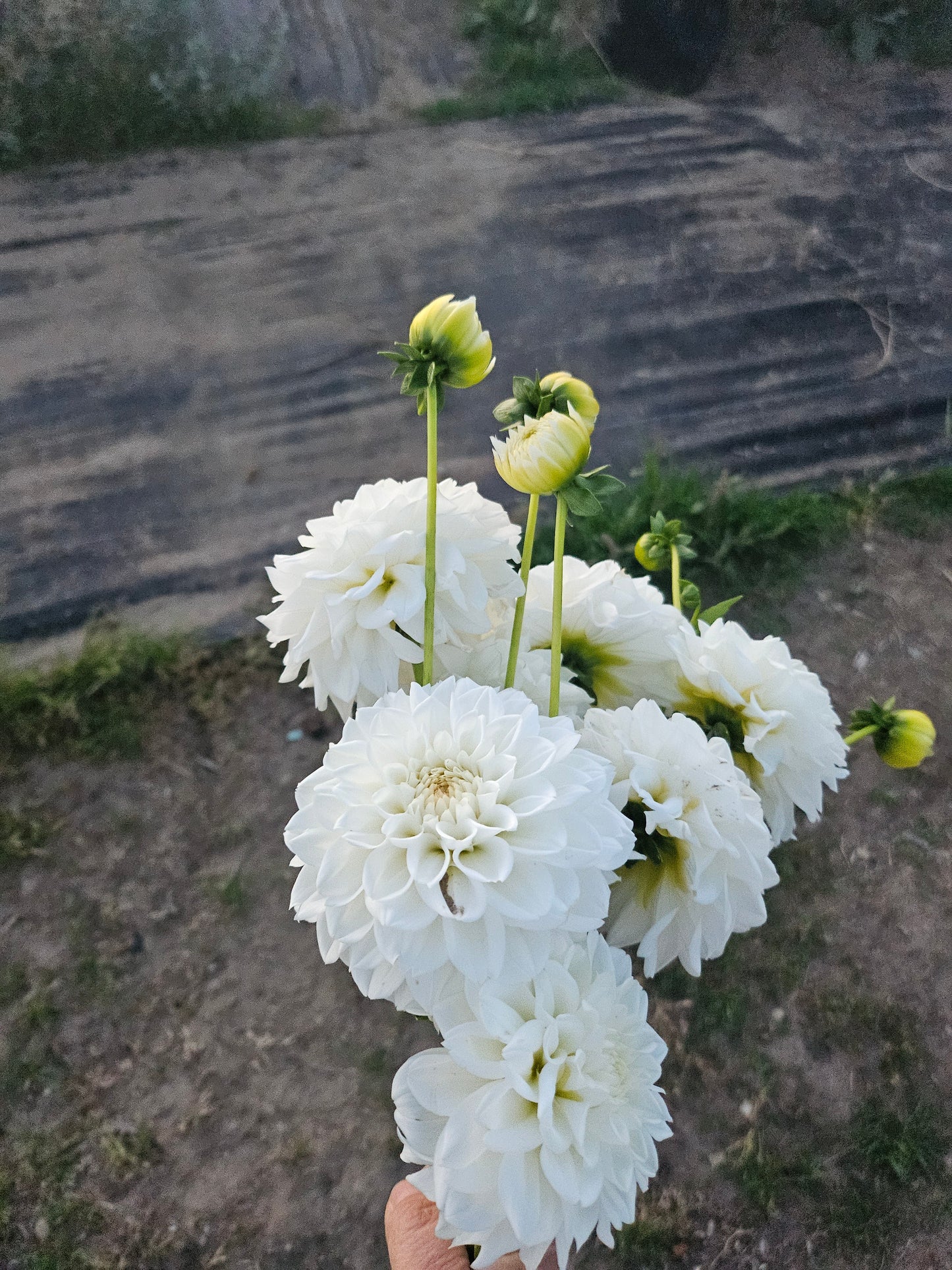 White Fawn Dahlia Tuber