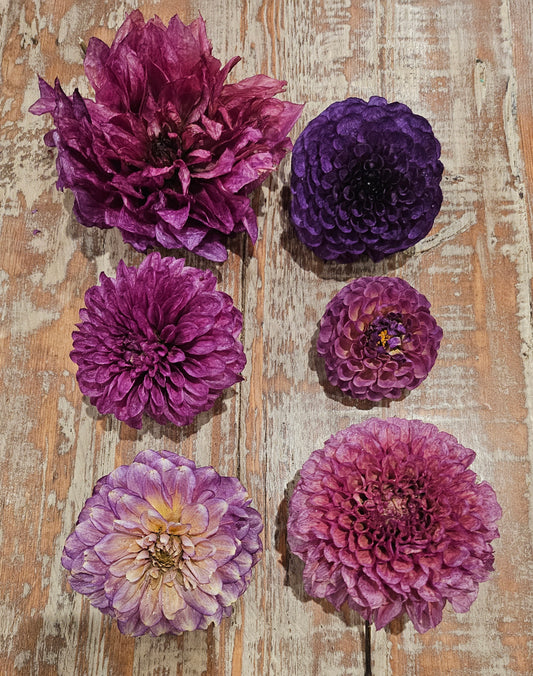 Dry Dahlia Flowers- Shades of Purple- 5 Blooms