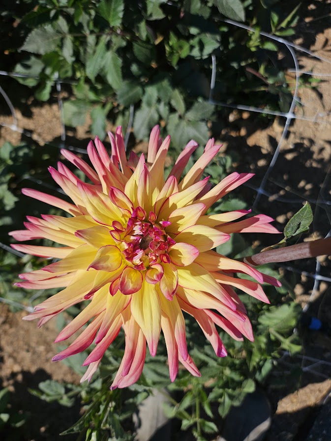 KR Edge of Red Dahlia Tuber