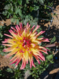 KR Edge of Red Dahlia Tuber