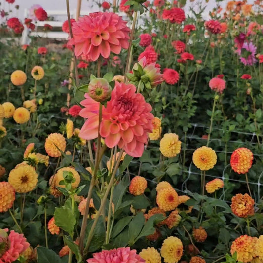HiDahlia Blooms Gift Card