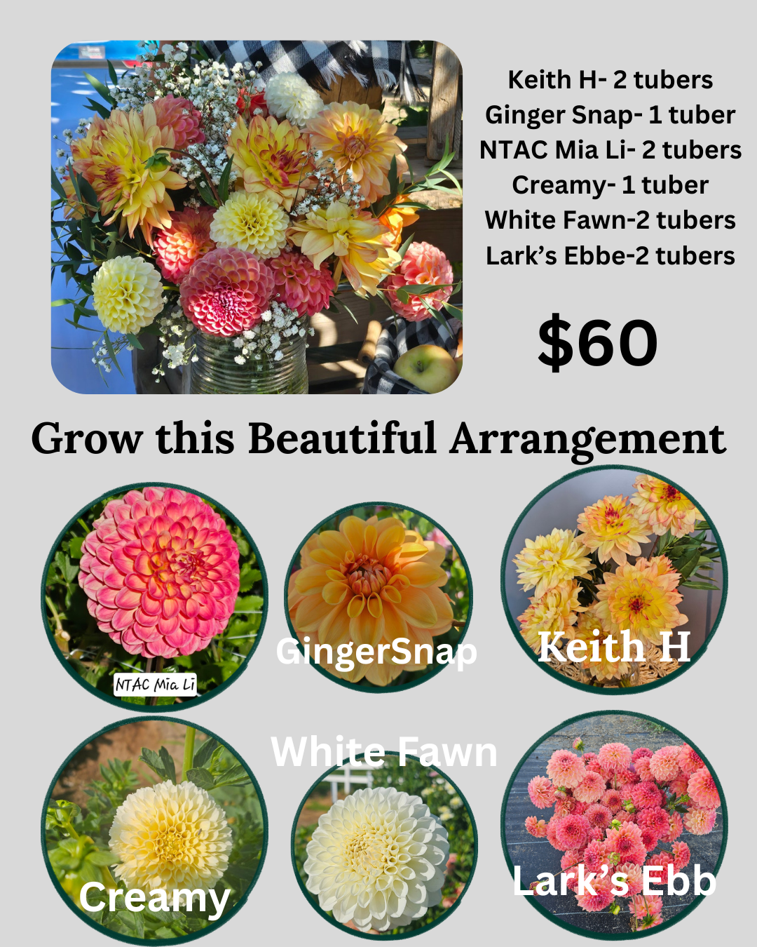 Bundles- Grow this Beautiful Arrangement- 10 dahlia tubers