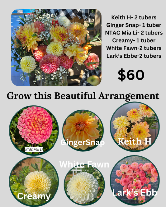 Bundles- Grow this Beautiful Arrangement- 10 dahlia tubers