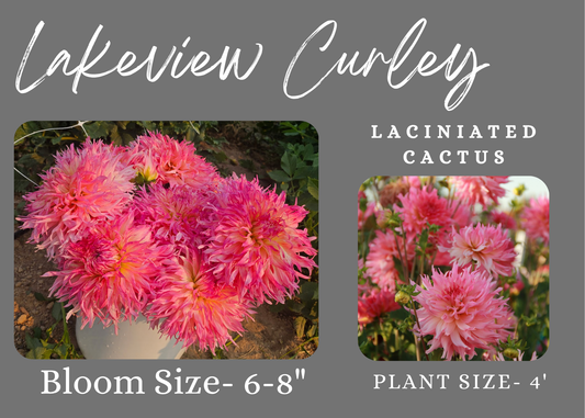 Lakeview Curley Stems-