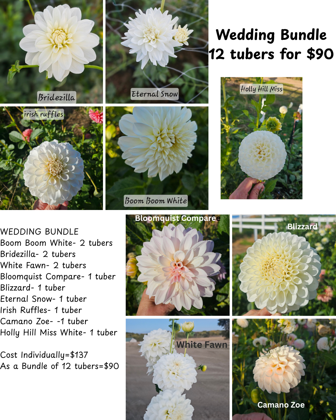 BUNDLE- Bridal Suite Bundle 12 Dahlia Tubers