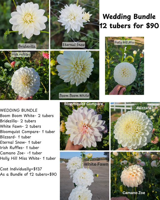 BUNDLE- Bridal Suite Bundle 12 Dahlia Tubers