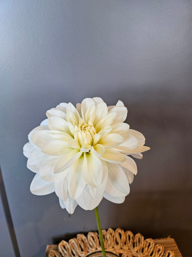 Bundles- 10 Bridezilla Dahlia Tubers