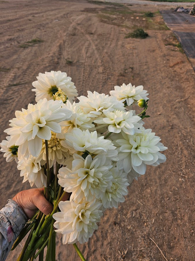 Bundles- 10 Bridezilla Dahlia Tubers