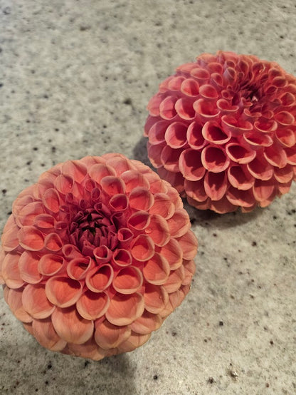 Cornel Bronze Dahlia Tuber