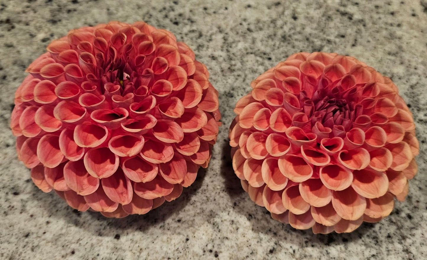 Cornel Bronze Dahlia Tuber