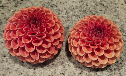 Cornel Bronze Dahlia Tuber