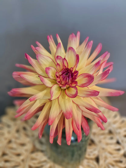 KR Edge of Red Dahlia Tuber