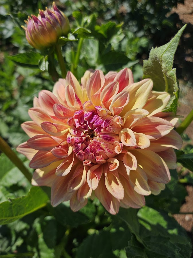 Miss Amara Dahlia Tuber