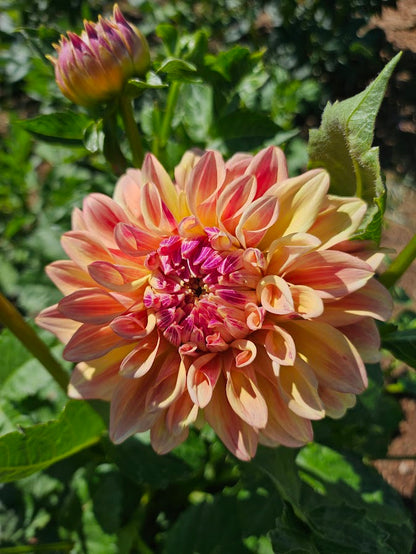Miss Amara Dahlia Tuber